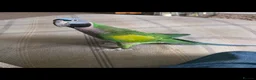 Parakeets birds for sale: lord Derbyan moustache parakeet in Leigh - Advert 2