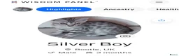Bengal cats for sale: ⭐ Genetic Health Tested Silver Bengal Kittens  - Advert 4