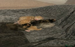 Domestic Shorthair cats for sale: 2 Ginger males 2 calico female 1 tabby female - Image 21