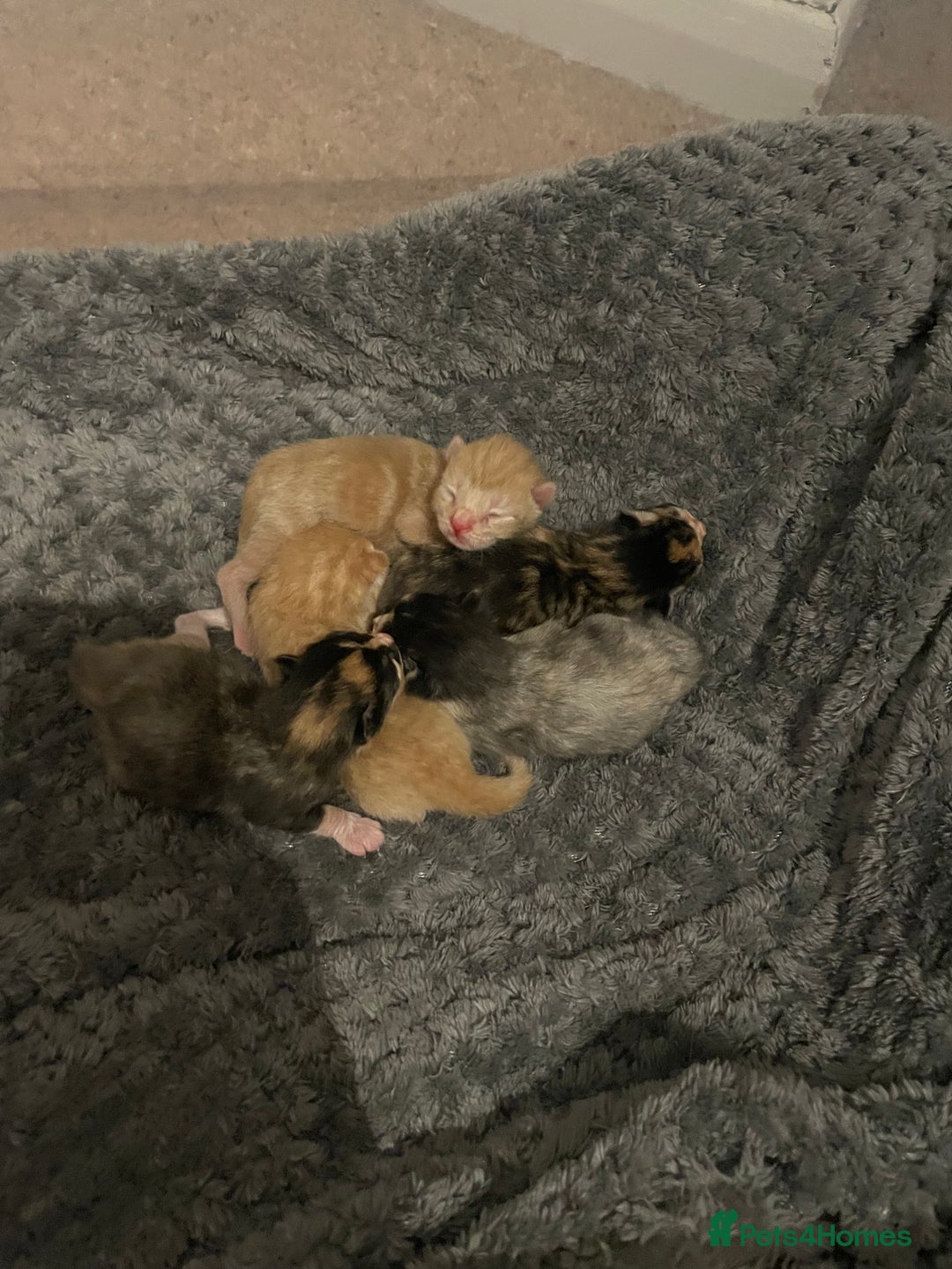 Domestic Shorthair cats for sale: 2 Ginger males 2 calico female 1 tabby female - Image 21