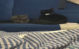 Russian Blue cats for sale: Three half Russian blue kittens  - Image 7