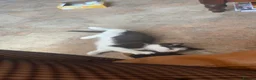 Mixed Breed cats for sale: 2 black and white kittens  in Highbridge - Advert 5