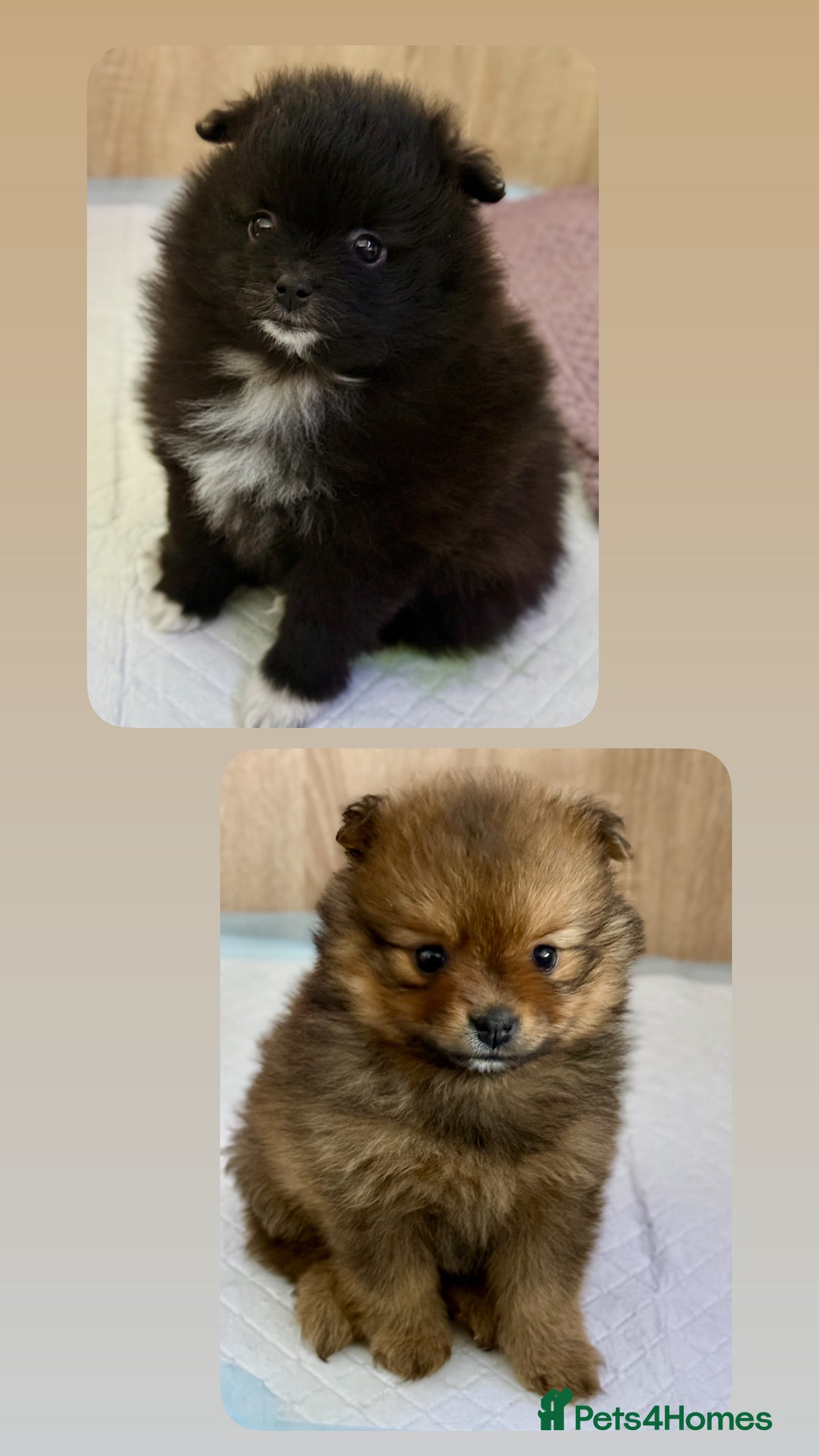 Pomeranian dogs Adorable Pomeranian puppies - ready by January 27! - Advert 5