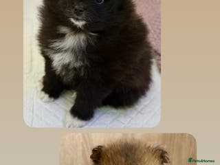 Pomeranian dogs Adorable Pomeranian puppies - ready by January 27! - Advert 7