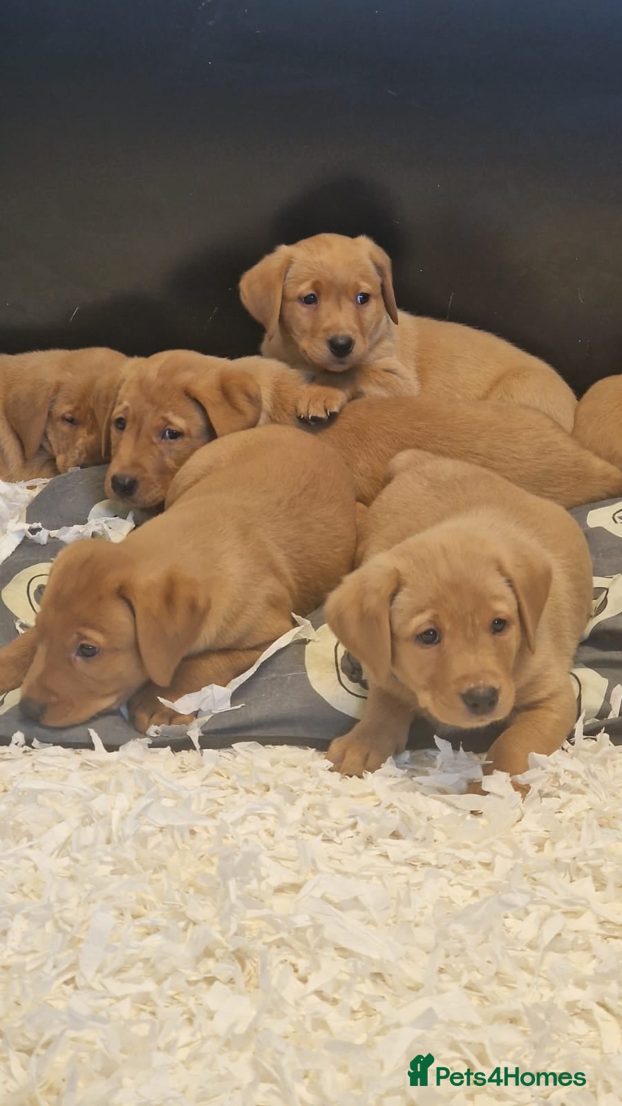 Labrador Retriever dogs KC Reg Stunning Fox Red/Yellow Labrador Puppies - Advert 2
