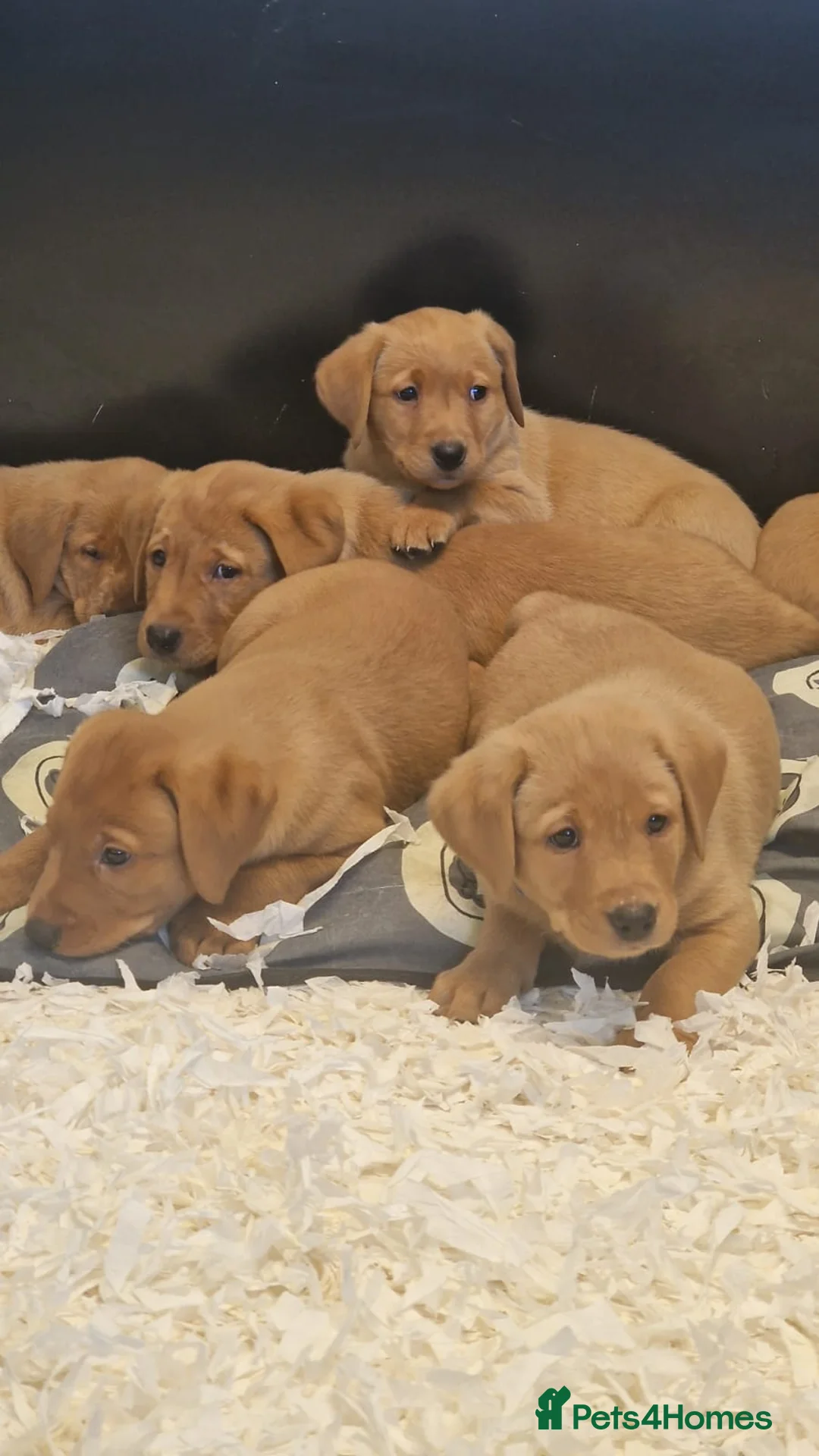 Labrador Retriever dogs for sale: KC Reg Stunning Fox Red/Yellow Labrador Puppies - Advert 2