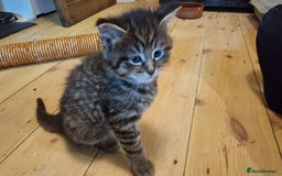 Maine Coon cats for sale: Beautiful Mainecoon X  9 kittens  - Image 24