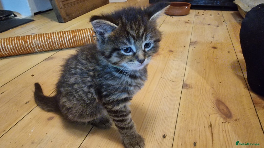 Maine Coon cats for sale: Beautiful Mainecoon X  9 kittens  - Image 24