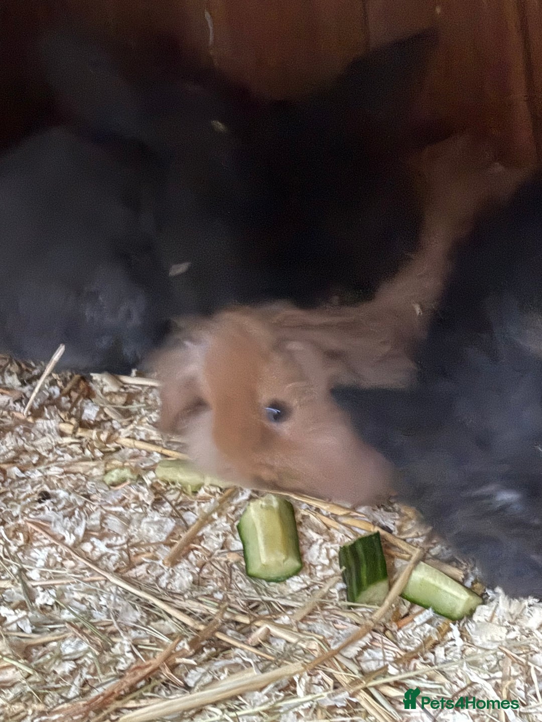 Mini Lop rabbits for sale: Mini lop baby rabbits for sale. - Advert 6