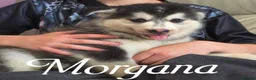 Pomsky dogs for sale: Fully Vaccinated! Ready Now - F3 Pomsky Puppies - Advert 17