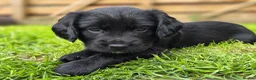 Mixed Breed dogs for sale: Field spaniel cross puppies kc Activity registered - Advert 9