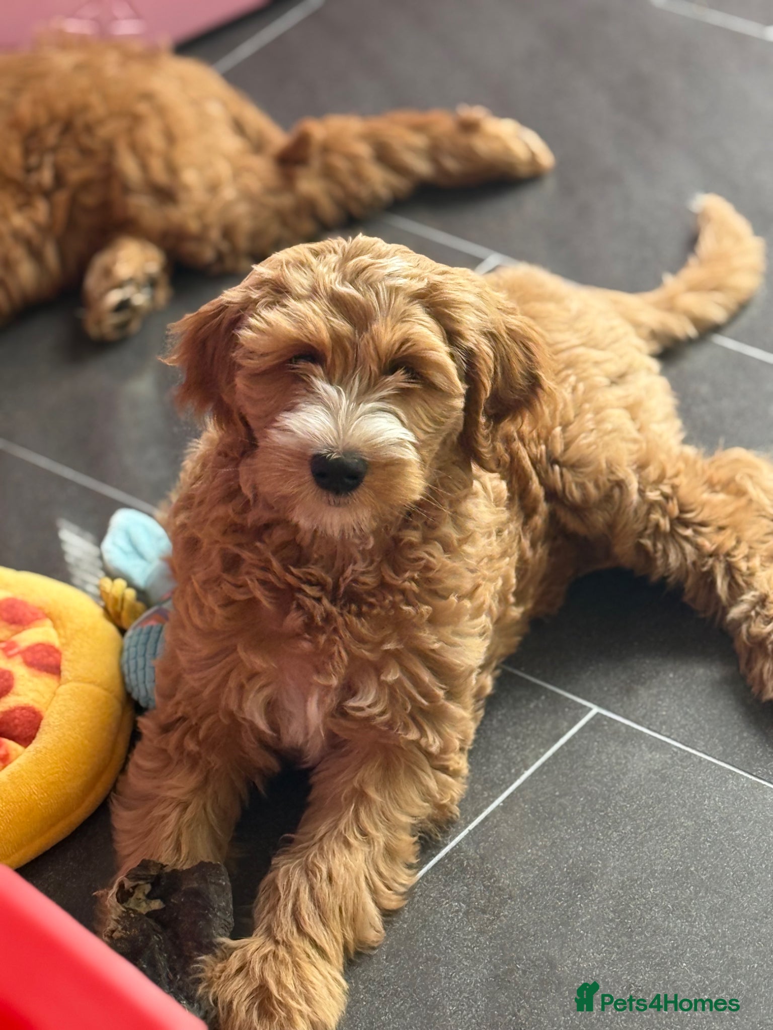Australian Labradoodle dogs 2 PUPS Available  - Advert 1