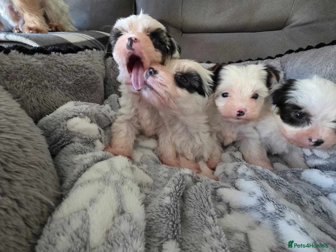 Biewer Terrier dogs for sale: Biewer Terrier  - Advert 2