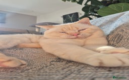 British Shorthair cats for sale: Beautiful Tortoiseshell and White pure BSH - Image 7