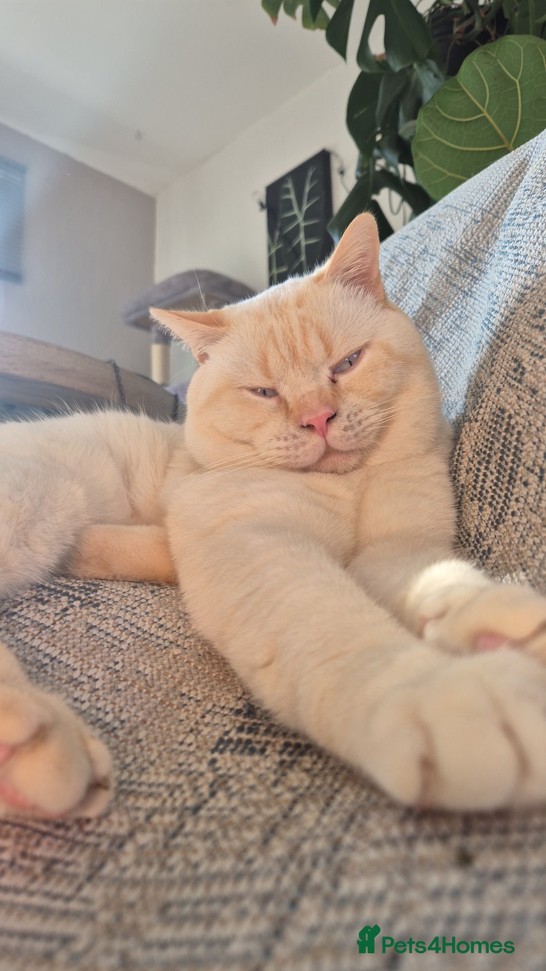 British Shorthair cats for sale: Beautiful Tortoiseshell and White pure BSH - Image 7