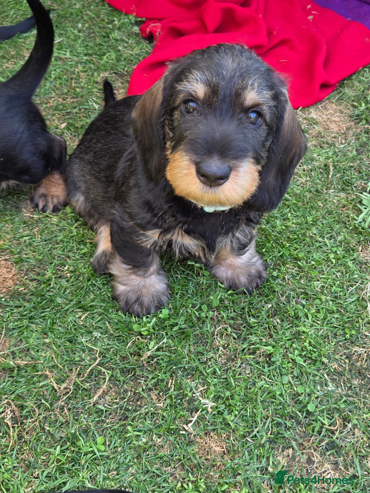 Dachshund dogs KC Fully health tested Wirehaired Dachshunds - Advert 3