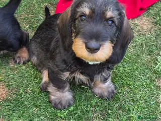 Dachshund dogs KC Fully health tested Wirehaired Dachshunds - Advert 3