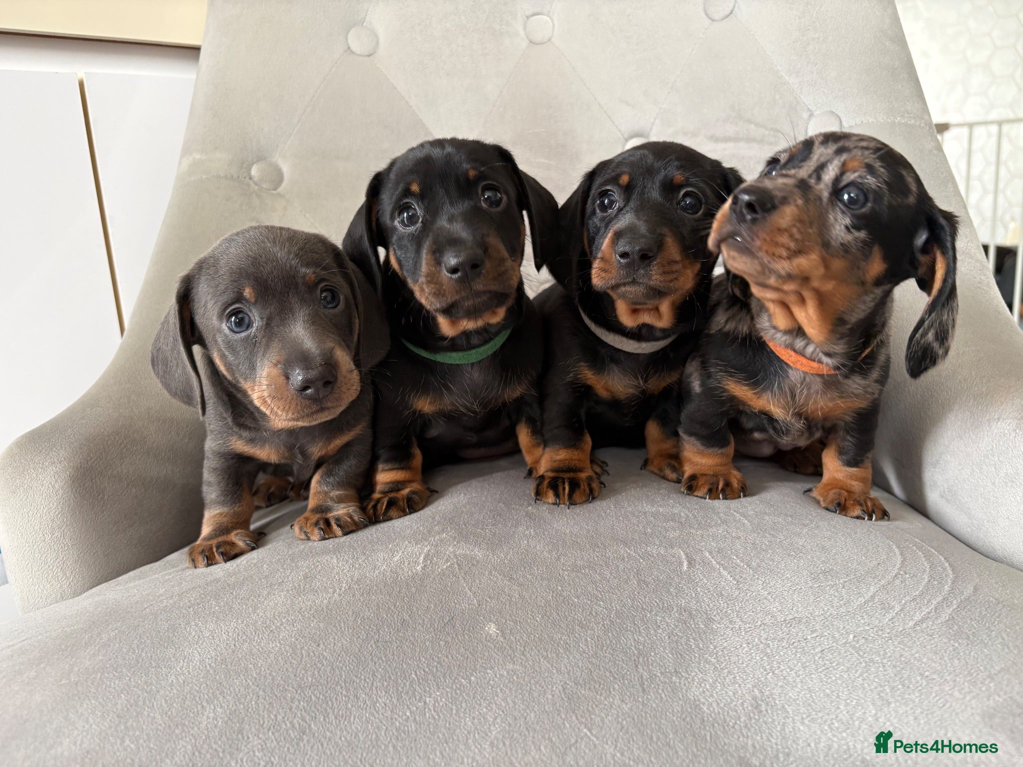 Miniature Dachshund dogs Miniature Dachshund - Advert 12