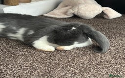 French Lop rabbits for sale: Appa - Male French Lop - Image 3