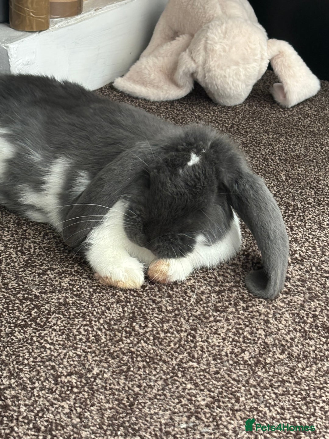 French Lop rabbits for sale: Appa - Male French Lop - Image 3