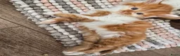 Mixed Breed cats for sale: Ginger fluffy boy - Advert 10