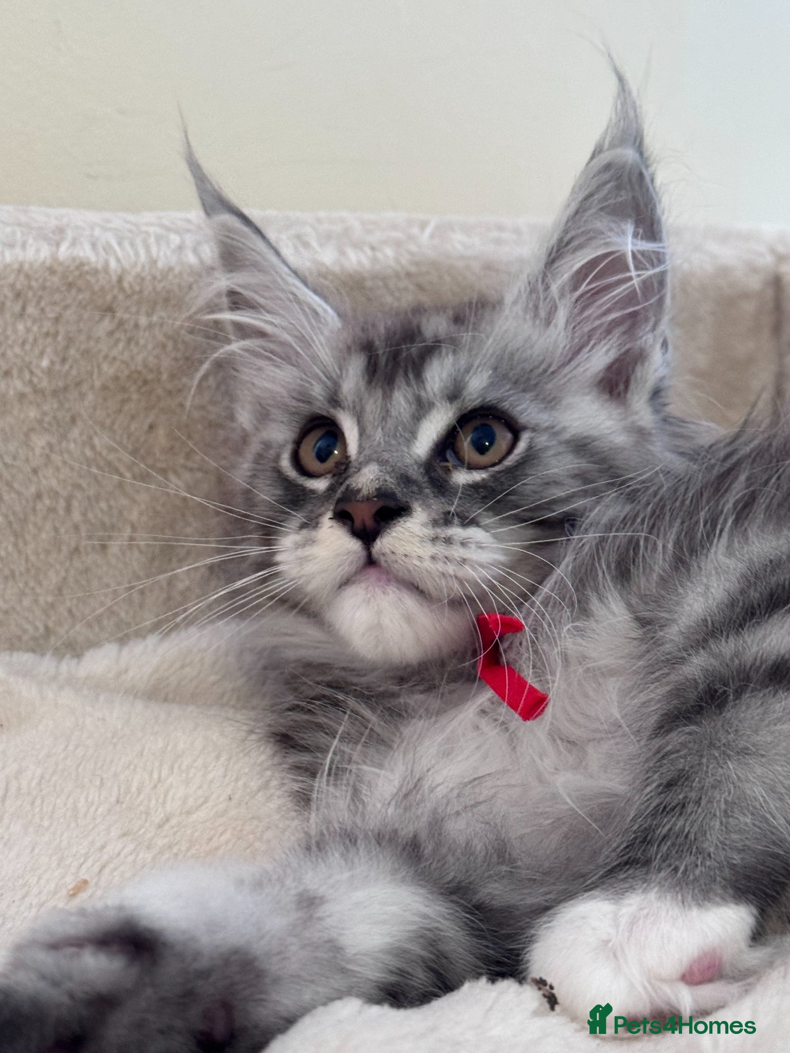 Maine Coon cats for sale: GCCF Registered Maine Coon Shaded Line Kittens - Advert 3