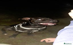 American Bull Staffy dogs for sale: 2 year old dog - Advert 2