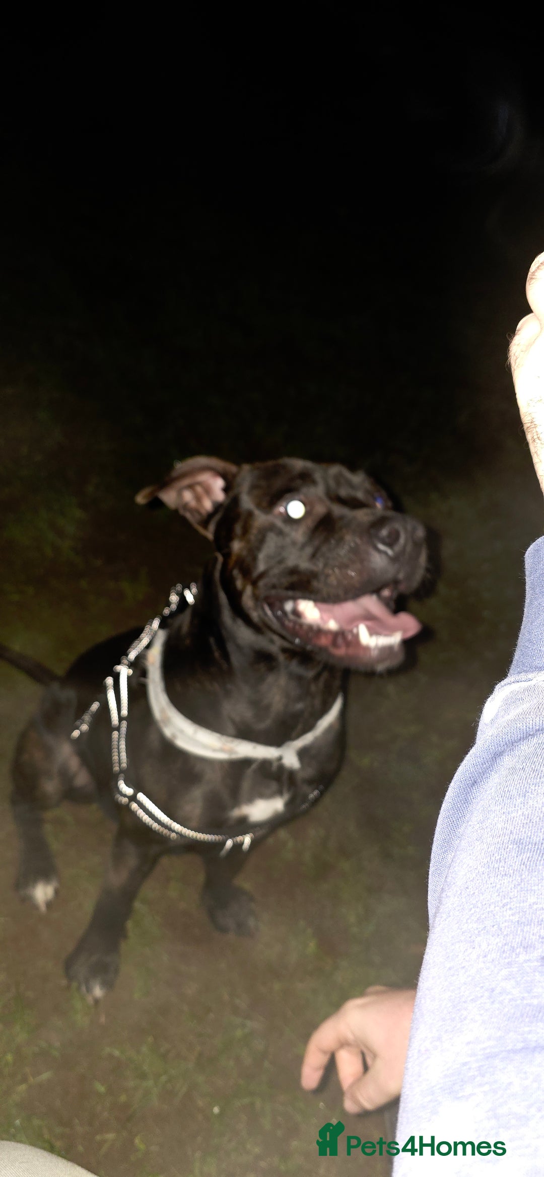 American Bull Staffy dogs for sale: 2 year old dog - Advert 2