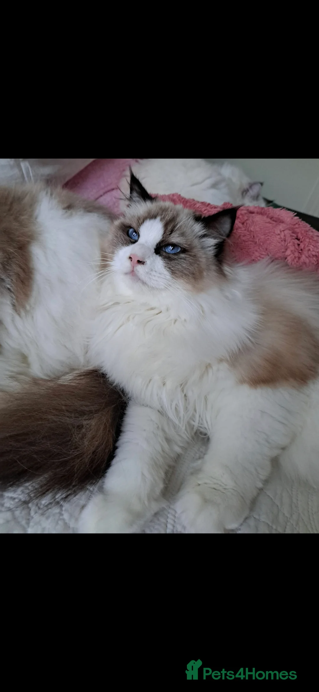 Ragdoll cats for sale: Premium Seal Bicolour  Ragdoll Boys 💖💖💖 - Advert 11
