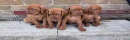 Hungarian Vizsla dogs for sale: 🌟Stunning, strong health tested KC pups 🌟  - Advert 4