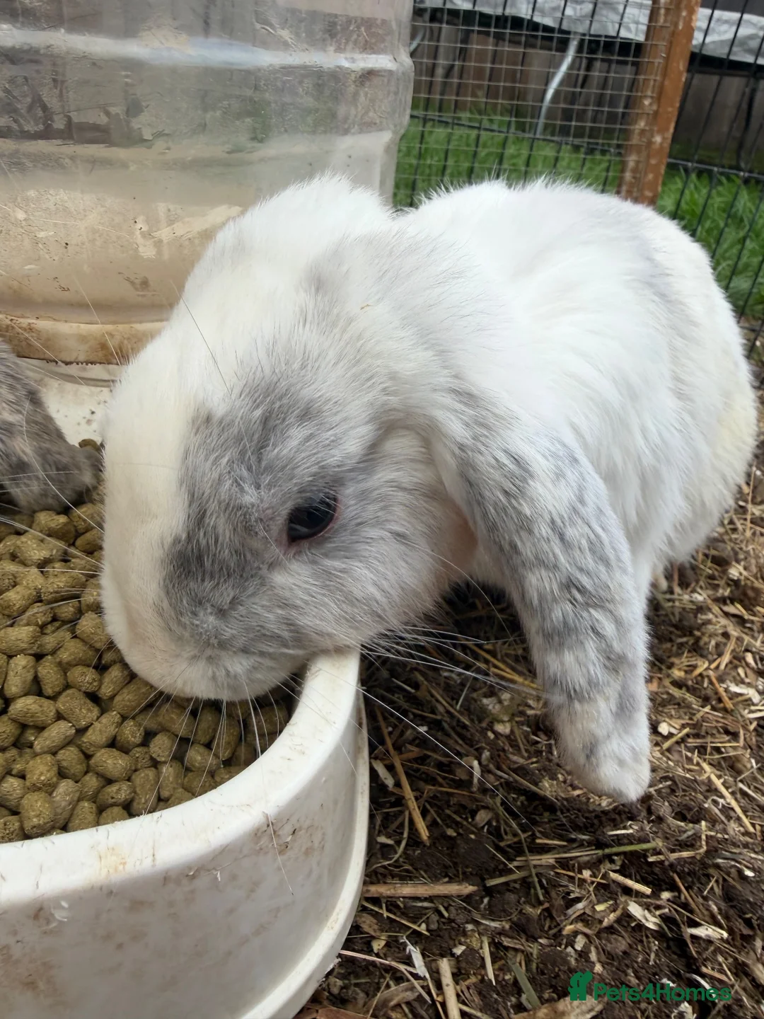 Mini Lop rabbits for sale: 2 Male Mini Lops  - Advert 2