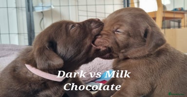 Labrador Retriever dogs - Advert 1