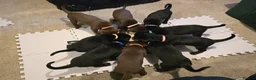 Mixed Breed dogs for sale: Doberman x Collie pups! - Advert 1
