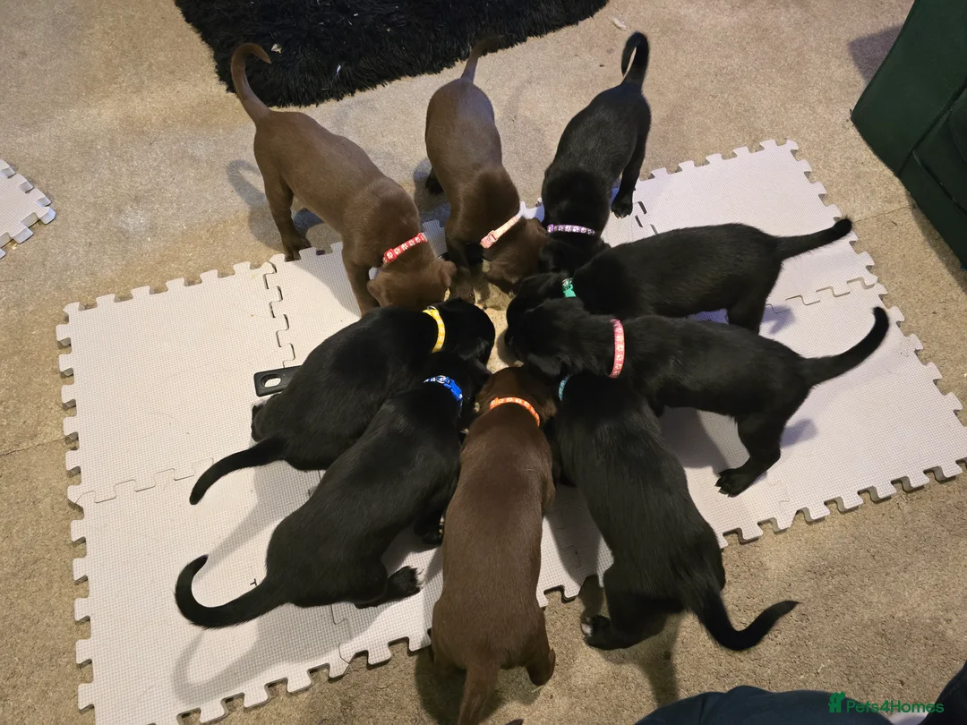 Mixed Breed dogs for sale: Doberman x Collie pups! - Advert 1