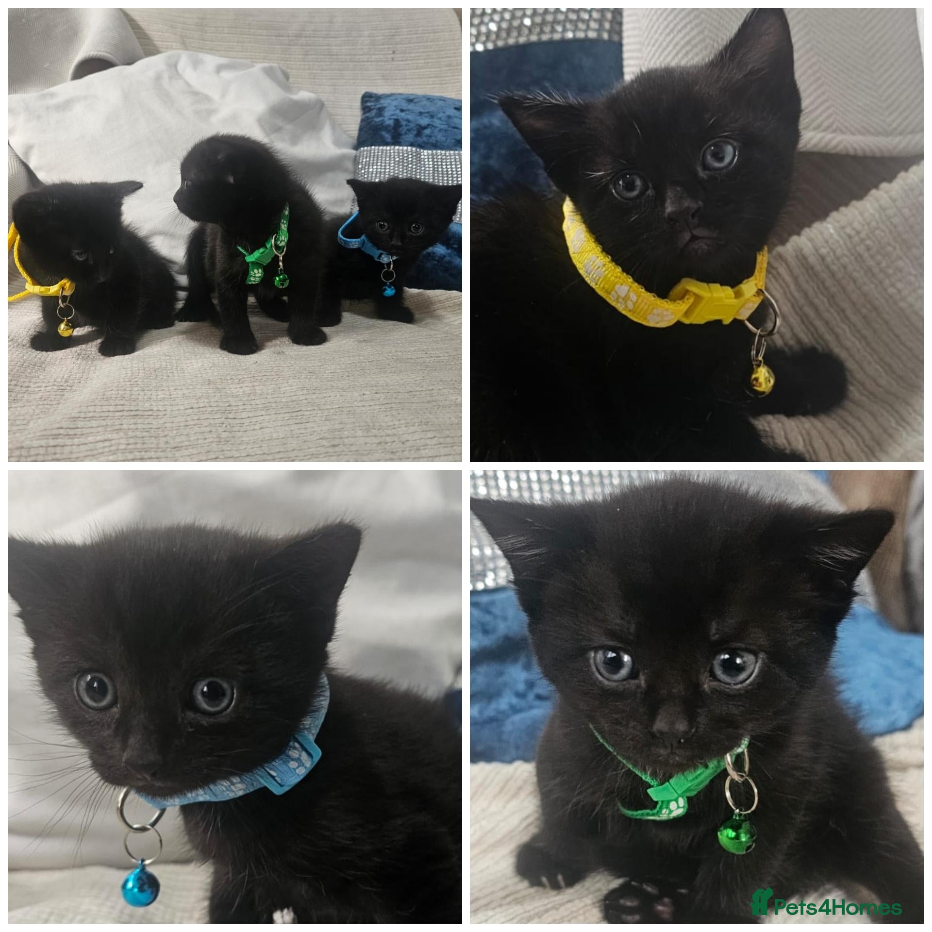 British Shorthair cats Adorable Trio Looking for Loving Forever Homes - Advert 4