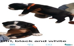 Olde English Bulldogge dogs for sale: NEBB REG OLDE ENGLISH BULLDOG  - Image 31
