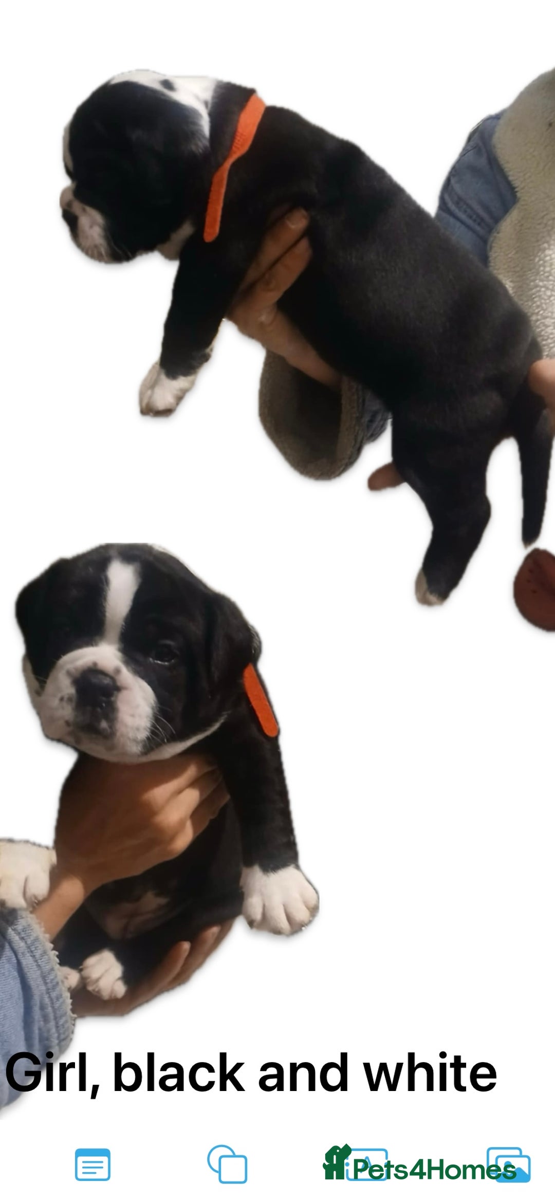 Olde English Bulldogge dogs for sale: NEBB REG OLDE ENGLISH BULLDOG  - Image 31