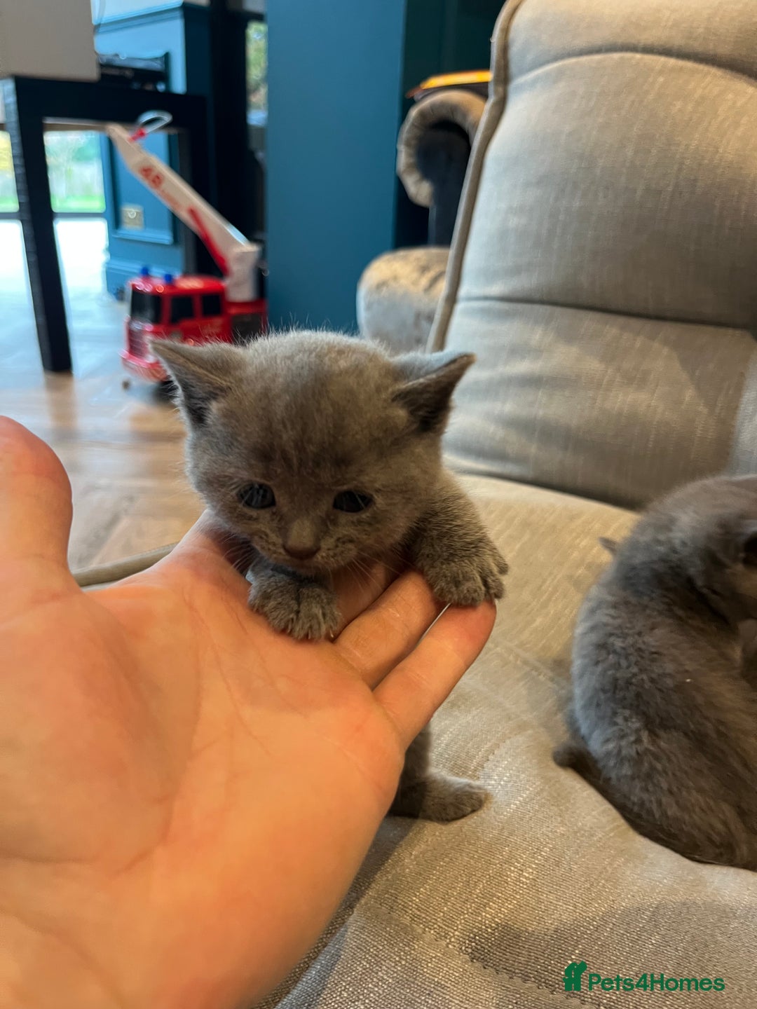 British Shorthair cats for sale: Mixed Breed British Shorthair 🐾 £300 - Image 7