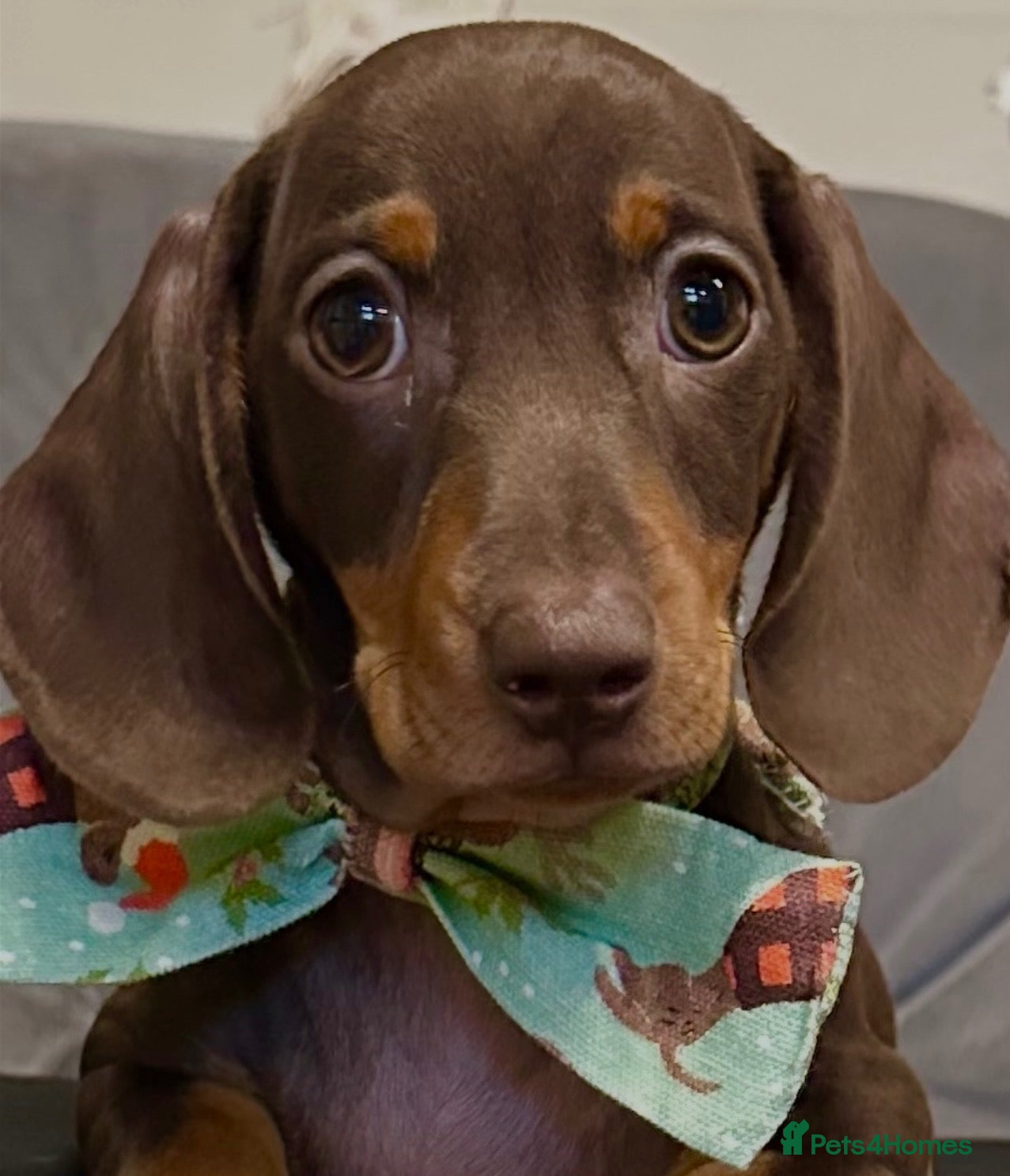 Miniature Dachshund dogs Chocolate & tan mini smooth dachshund puppy - Advert 4