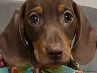 Miniature Dachshund dogs Chocolate & tan mini smooth dachshund puppy - Advert 3