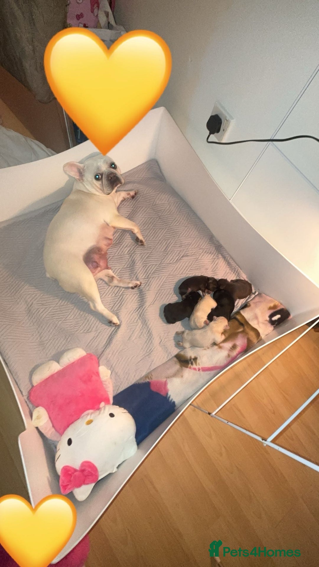 French Bulldog dogs for sale: Fluffy french bulldogs puppies - Image 17
