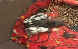 English Spot rabbits for sale: Bunnies for sale - Image 1