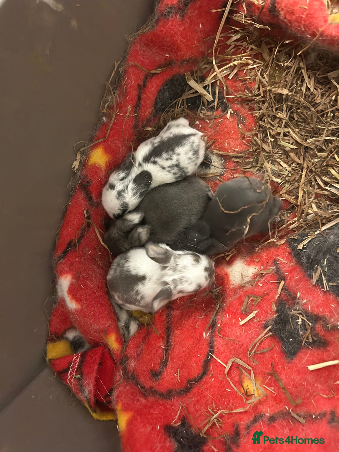 English Spot rabbits for sale: Bunnies for sale - Image 1