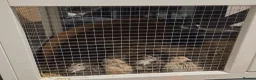 Quail poultry for sale: Male quail in Newcastle upon Tyne - Advert 1