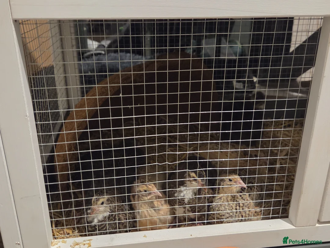 Quail poultry for sale: Male quail in Newcastle upon Tyne - Advert 1