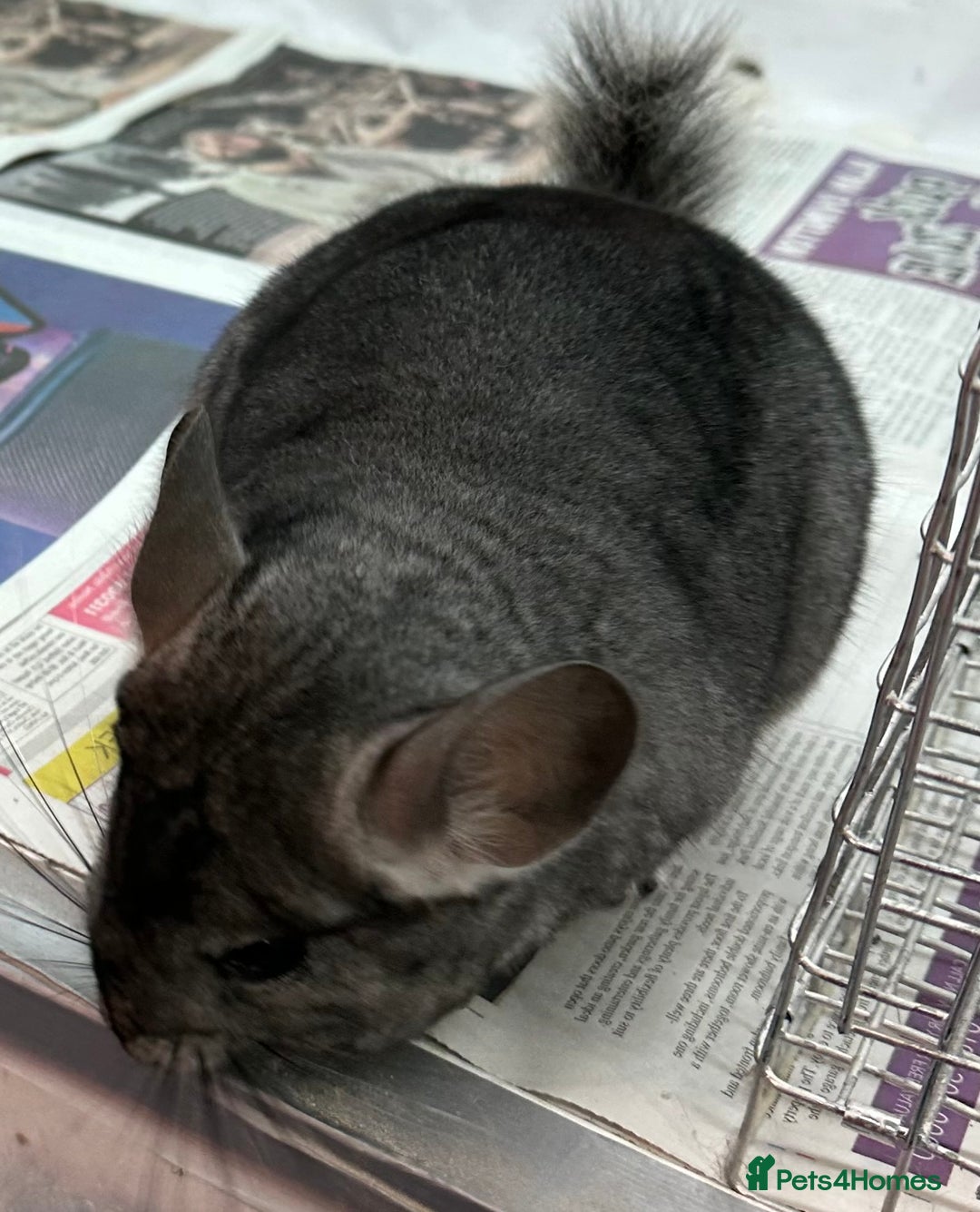Chinchilla rodents for sale: Lola, beautiful Standard girl, lovely temperament - Advert 3