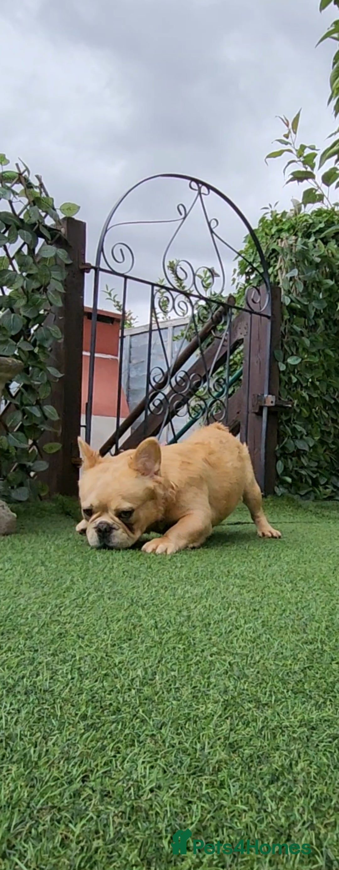 French Bulldog dogs for sale: French buldog visual fluffy male  - Image 7