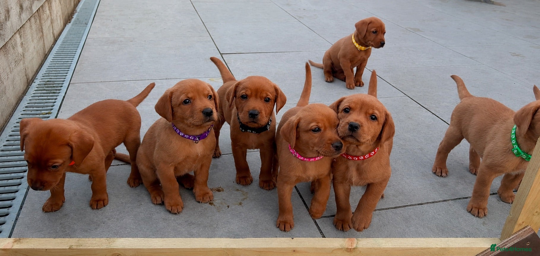 Labrador Retriever dogs KC registered stunning fox red Labrador puppies   - Advert 2