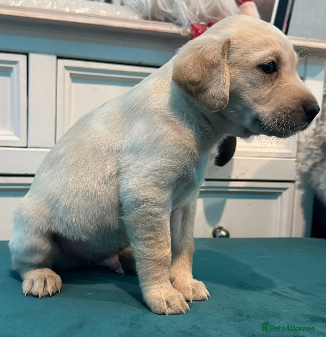 Labrador Retriever dogs for sale: KC Labrador Bitch Puppy ready to leave  - Advert 9