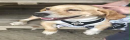 Mixed Breed dogs for adoption: Tommy deserves his forever in Havant - Advert 4